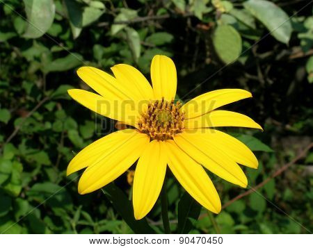 Sunroot flower