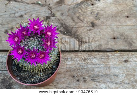 Beautiful blooming cactus on wooden background