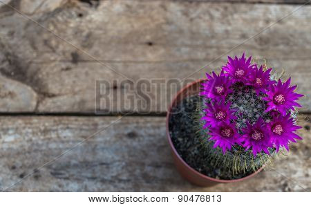 Beautiful blooming cactus