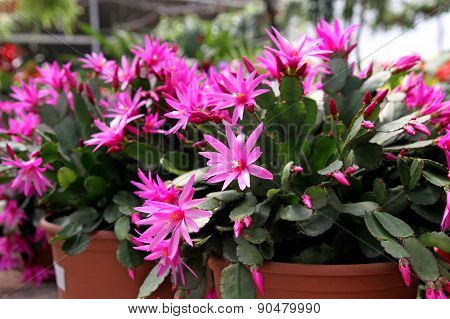 Rhipsalidopsis Or 
