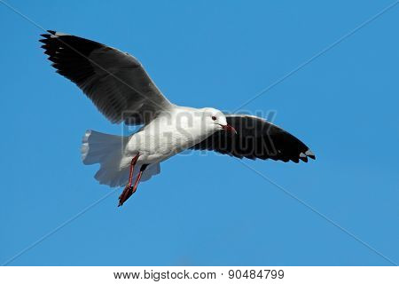 A Hartlaubs gull (Larus hartlaubii) in flight against a blue sky, South Africa