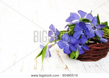 Perwinkle In A Basket