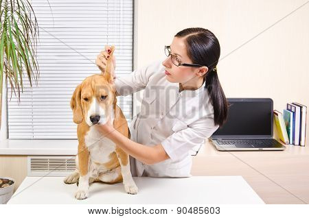 Vet examines the dog's ears of breed beagle