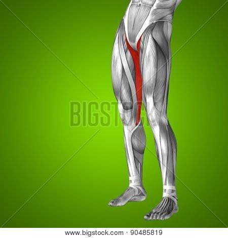 Concept or conceptual 3D gracilis human upper leg anatomy or anatomical and muscle on green gradient background
