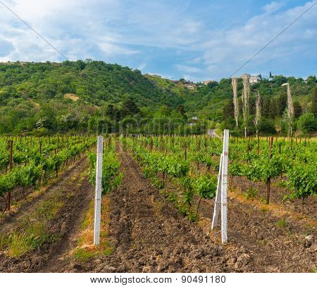 Mountain landscape with vineyard in Crimea
