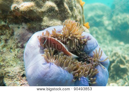 Fish in a sea anemone