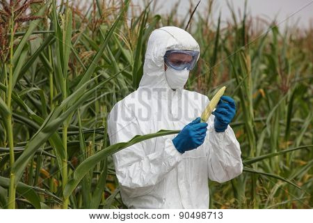 professional in uniform goggles,mask and gloves examining corn cob on field - close up