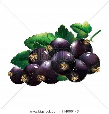 Black Currant With Leaves