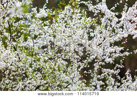 Cherry Tree Flowers Blooming At Spring