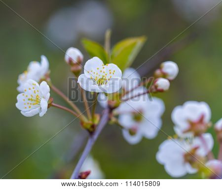 Cherry Tree Flowers Blooming At Spring