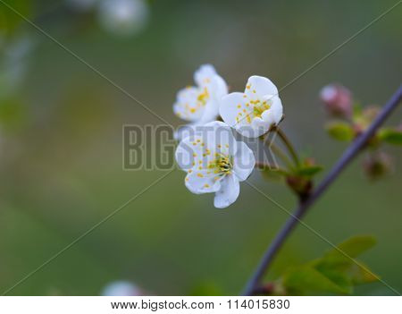 Cherry Tree Flowers Blooming At Spring