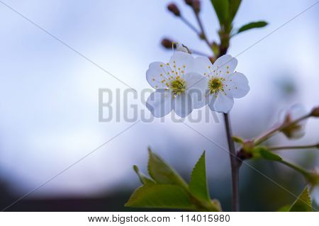 Cherry Tree Flowers Blooming At Spring
