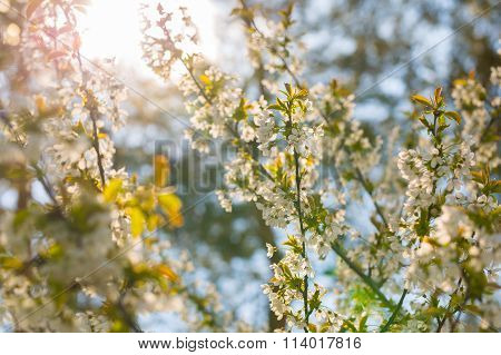 Cherry Tree Flowers Blooming At Spring