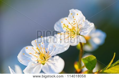 Cherry Tree Flowers Blooming At Spring