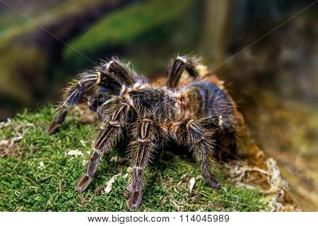 Exotic Animal Spider Theraphosa Blondi