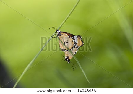 Butterflies mating