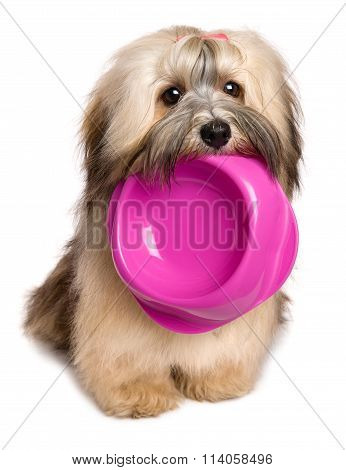 Hungry Bichon Havanese Puppy Keep A Food Bowl In Her Mouth