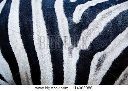 zebra texture