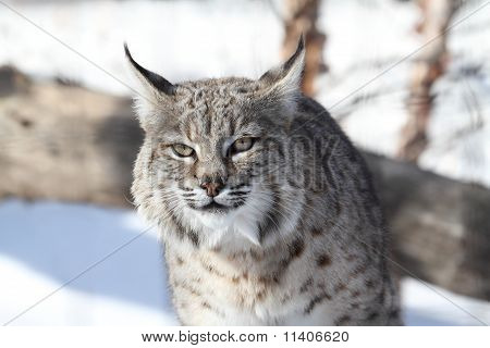 Lince rossa (lynx Rufus)