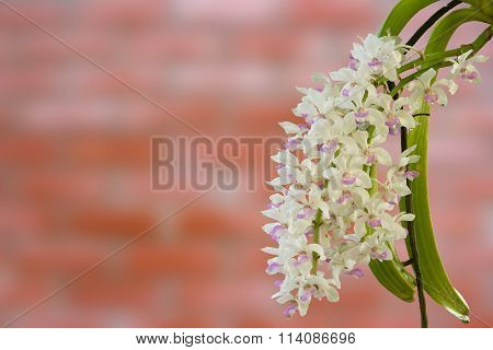 close up of small white purple spot colorful group flowers of the orchid: Rhynchostylis gigantea (Li