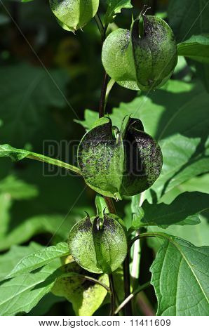 Nicandra