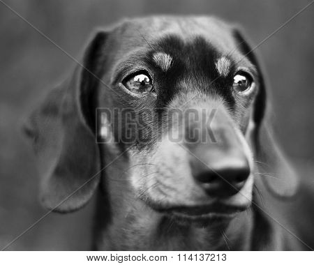 Portrait Of A Daschund