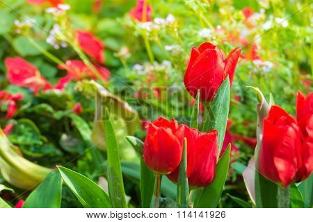 Tulip. Beautiful Bouquet Of Tulips. Colorful Tulips.