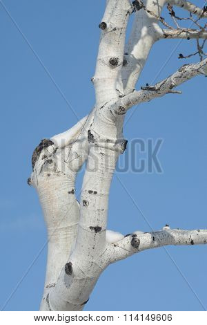 Aspen tree in winter