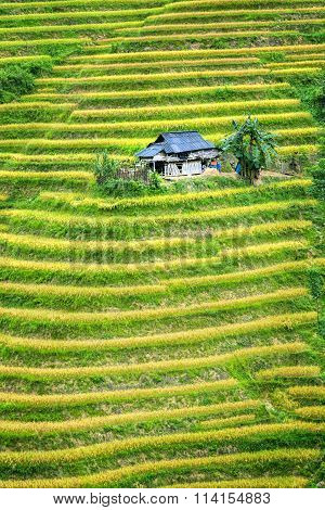 Little House on the terraced rice fields