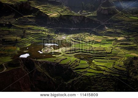 Terraces In Colca Canyon, Peru