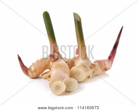 Fresh Galanga With Stem On White Background