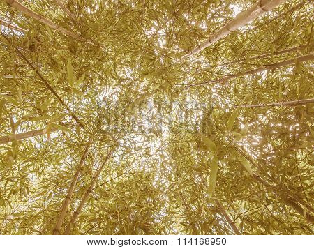 Retro Looking Bamboo Plant