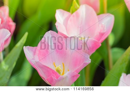 Tulip. Beautiful Bouquet Of Tulips. Colorful Tulips.