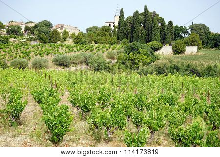 Vineyards And Village