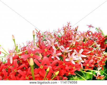 Beautiful Rangoon Creeper