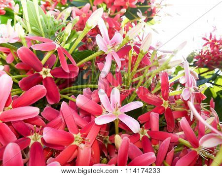 Beautiful Rangoon Creeper