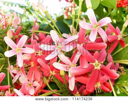 Beautiful Rangoon Creeper