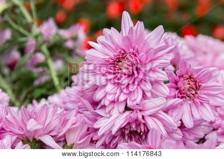 Pink Diasy Flower In Garden