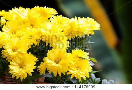 Bush Of Yellow Diasy