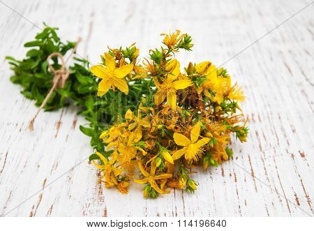 Tutsan Flowers