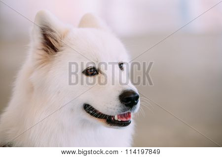 Happy White Samoyed Bjelkier Dog