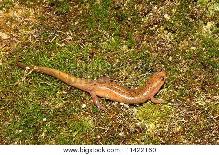 Fehérfarcsíkú szalamandra (Desmognathus conanti)