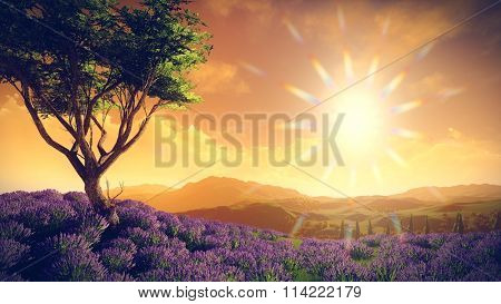 Lavender fields with  solitary tree
