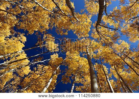 Aspen gold