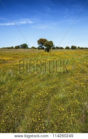 Field and Tree