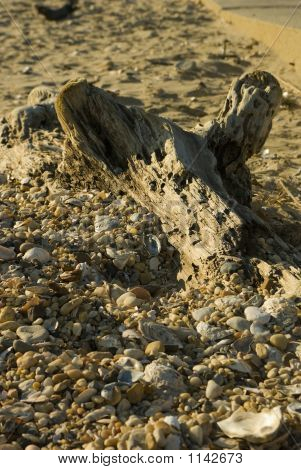 Driftwood