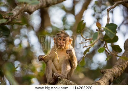 Bonnet Macaque Bangalore India