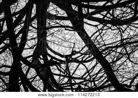 tree