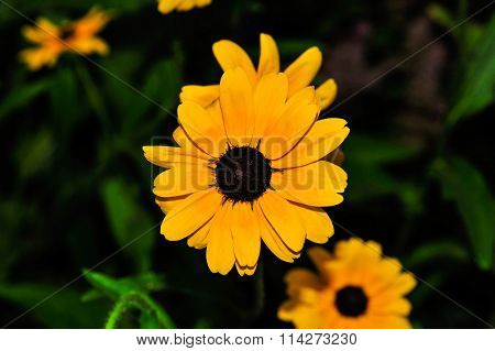 Flower_2