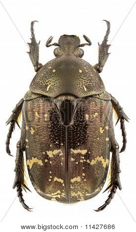 Protaetia Brevitarsis